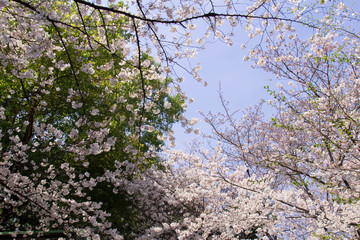 桜と青空