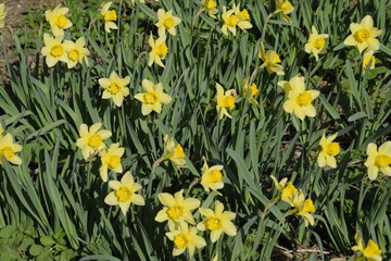 Obraz premium Spring flowering bulb plants in the flowerbed. Flowers daffodil yellow