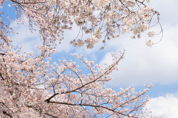 桜と青空