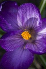 Detail of violet crocus flower pistil.