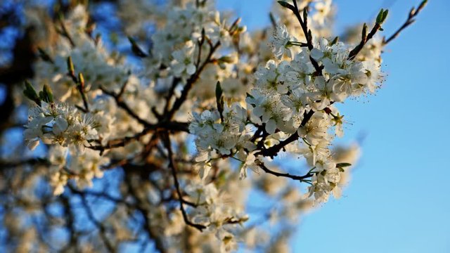 spring time nature damson tree blossom - Staffordshire, England: 6th April 2017