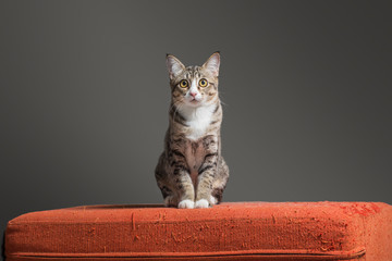 Kitten sitting on scratched orange fabric sofa on white background