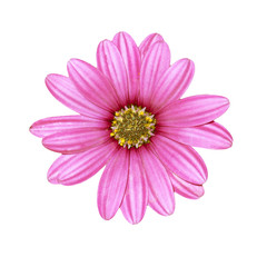 Pink chrysanthemum isolated on white background