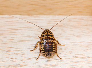 Top view dead cockroach on wood
