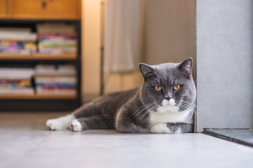The gray British cat，Shooting indoors
