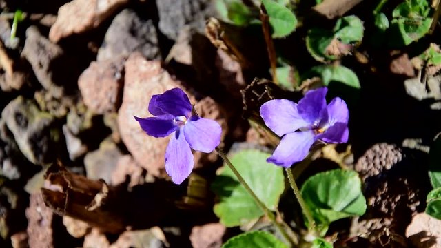Zwei Veilchenbl&uuml;ten zittern im Wind