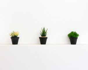 Cactus pots at white wall 