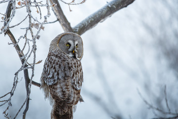 owl