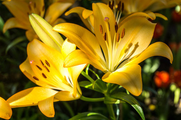 Lily flower in the garden. Shallow depth of field.