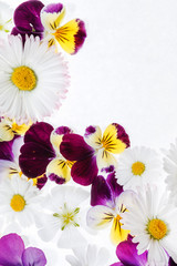 Obraz premium pansies flowers