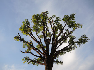 Treetop with sky background