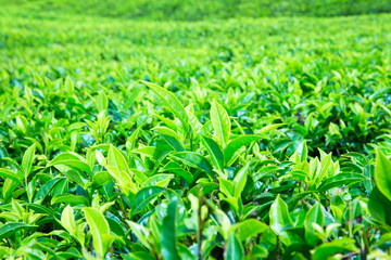 Tea plantation