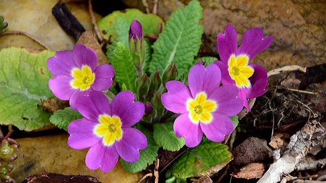 Lila Primelbl&uuml;ten - es ist Fr&uuml;hling