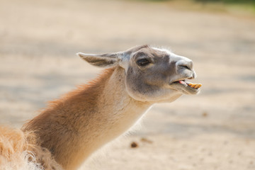 Alpaca, llama, funny head