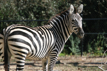 Are you looking at my stripes?