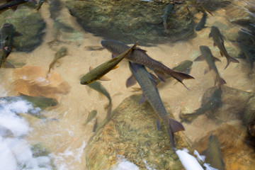 Mahseer Barb fish at Phlio Waterfall national park in Chanthaburi, Thailand.