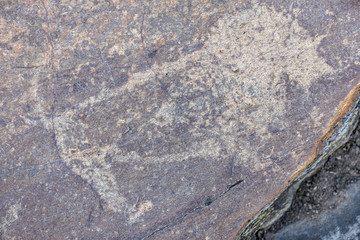San or Bushman Petroglyph (rock engraving) of a lion (Panthera leo). Northern Cape. South Africa.