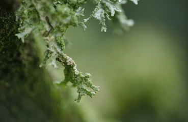 grüne Flechten vor grünem Hintergrund