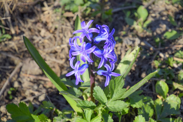 Hyacinth blooms in the garden. The hyacinth flower is blue.