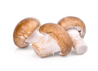 Shiitake mushroom isolated on white background
