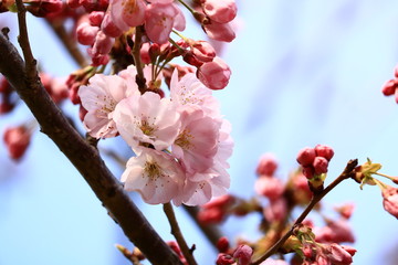 cherry blossom