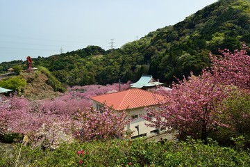 Fototapeta na wymiar 一心寺の八重桜