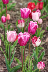Obraz premium purple tulips in spring