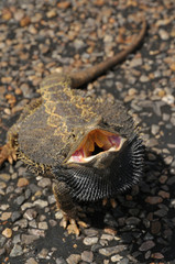 Bearded Dragon Lizard opens mouth in defence.