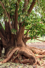 Tree with vine roots