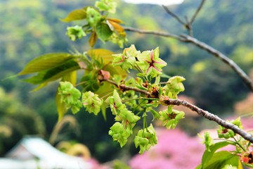一心寺の八重桜