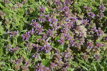 Lamium purpureum blooming in the garden.