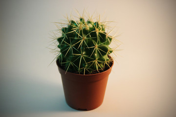 Small cactus in a flowerpot on a light red and light blue background