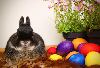 Easter bunny with Easter eggs and saxifrage