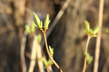 First spring salad buds on bush branch. Branch of bush with first shoots.