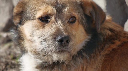 Abandoned shaggy dog sits on the street outdoor