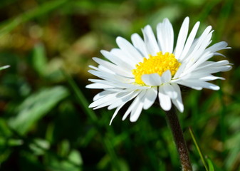 Obraz premium Gänseblümchen