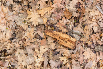 Dry fallen leaves