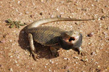 Bearded Dragon lizard with angry open mouth is aggressive and defensive in desert outback Australia.