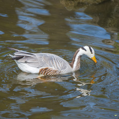 Bar-headed Goose, Anser indicus, goose swimming