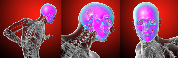 3d rendering medical illustration of the human skull © maya2008