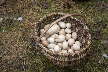 Easter eggs made from wood in wicker basket in natural environment on the ground. Cold spring day with sprouting grass and some snow left.