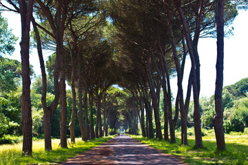 a bike ride in the park with trees