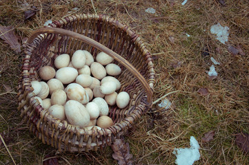 Easter eggs made from wood in wicker basket in natural environment on the ground. Cold spring day with sprouting grass and some snow left.