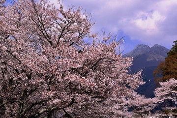 由布院サクラの頃