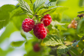 Ripe raspberry with green leaf