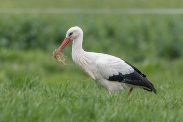 vogel mit beute