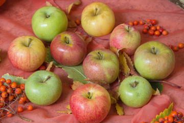 Apples and berries of mountain ash