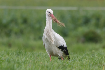 storch im grünen