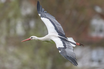 storch im flug