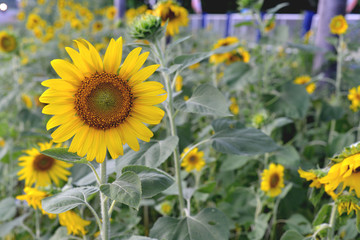 Sunflower fields, yellow flower.